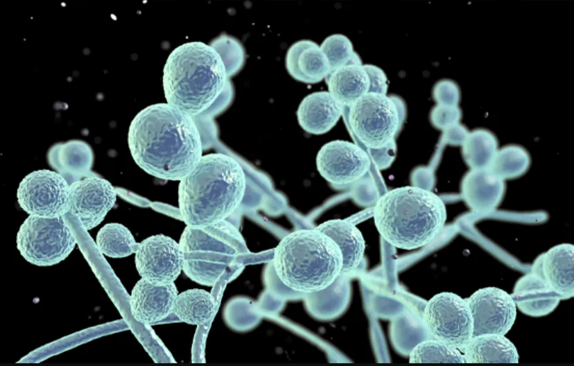 Miconazole