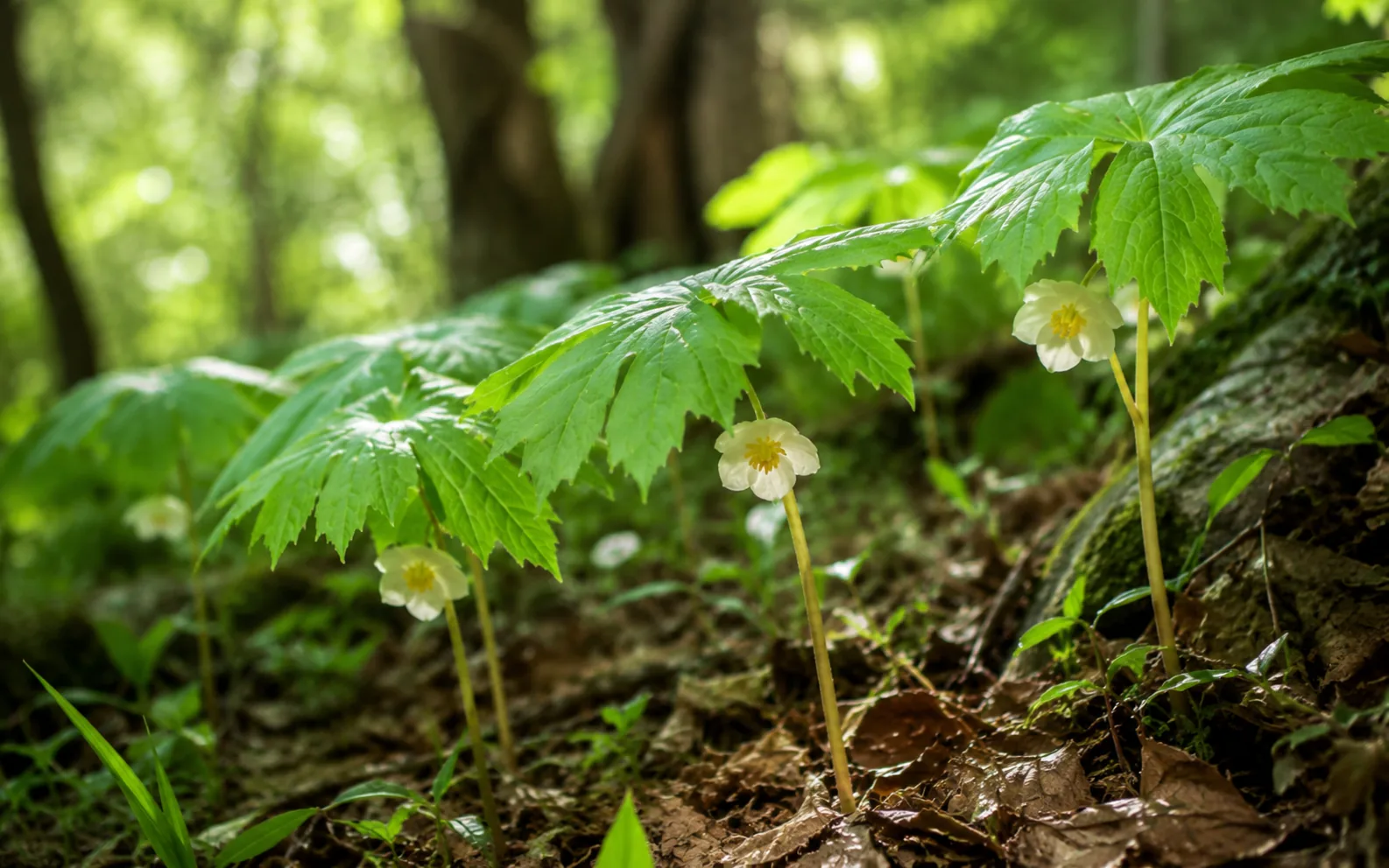 Podophyllum Resin BP